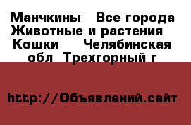 Манчкины - Все города Животные и растения » Кошки   . Челябинская обл.,Трехгорный г.